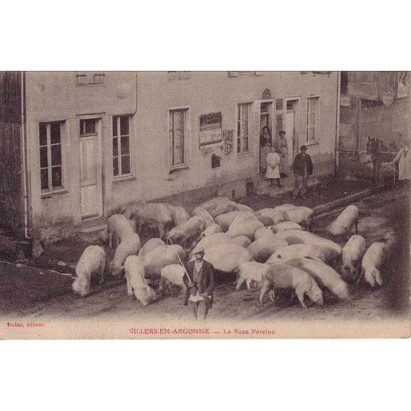 VILLERS EN ARGONNE - LA RACE PORCINE - ELEVEUR - CARTE NEUVE.