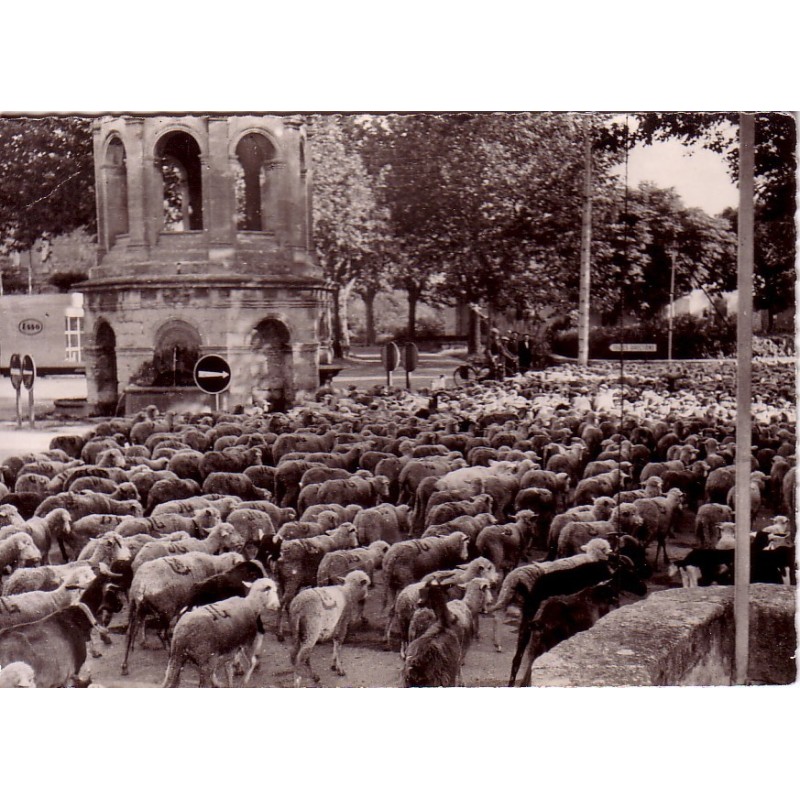 BEDARRIDES - PASSAGE DE TRANSHUMANTS - RARE.