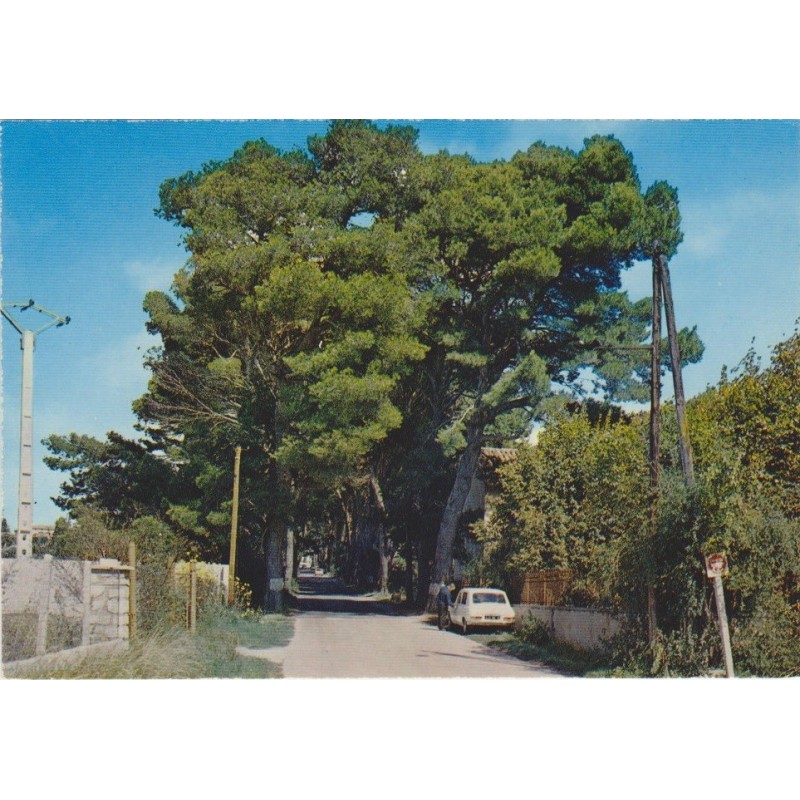 CAROMB - MONTEE DES PINS - CARTE NON CIRCULEE.