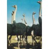 AFRIQUE DU SUD OUEST - WINDHOECK - AMORA- PERIPLE EN AFRIQUE AUSTRALE - 1963/64 - COTE 20€ - PLI D'ANGLE