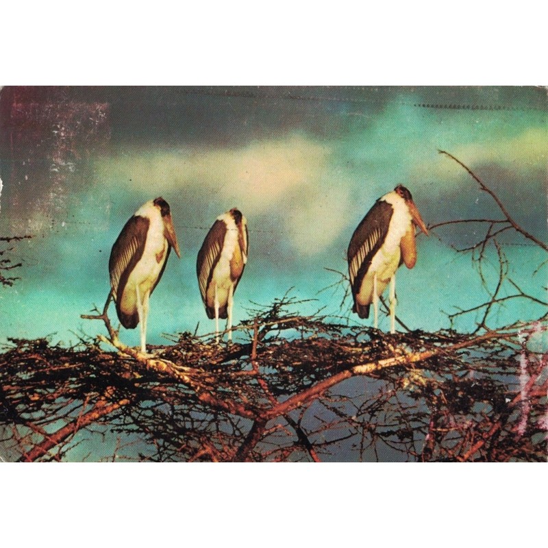 SWAZILAND - MBABANE - AMORA - PERIPLE EN AFRIQUE AUSTRALE - 1963/64 - MBABANE - COTE 20€.