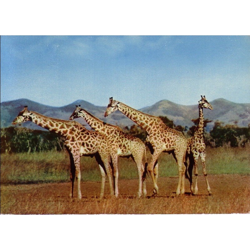 CROISIERE UN SIECLE APRES LIVINGSTONE - N°3 - BASUTOLAND - MASERU - GIRAFES - PLASMARINE - IONYL - 1956-1957.