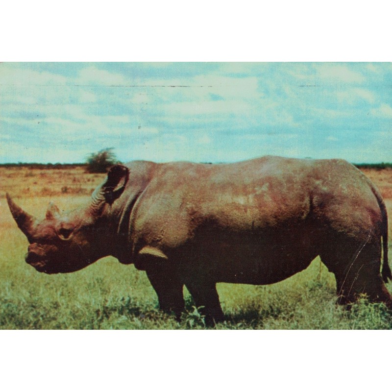 CROISIERE UN SIECLE APRES LIVINGSTONE - N°9 - KENYA - RHINOCEROS - PLASMARINE - IONYL - 1956-1957