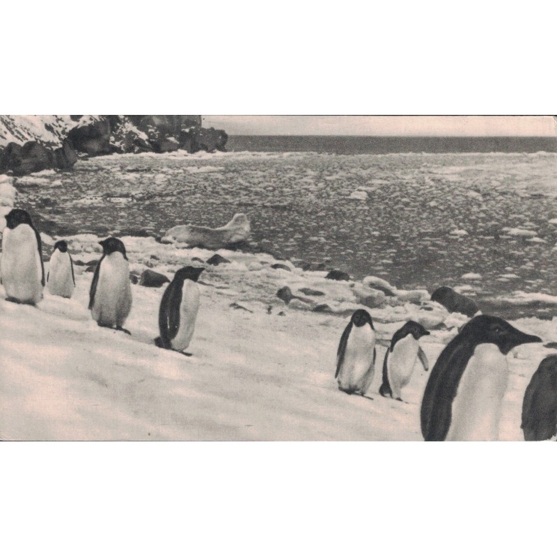 DANS LE SILLAGE DE BOUGAINVILLE - N°2 - ILES FALKANS - LES PINGOUINS - IONY L- PLAMARINE  - 1954-1955.