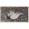 CROISIERE ATLANTIQUE DE PLASMARINE - ASCENSION - POISSON ARME - PLASMARINE - 1951-1952 - COTE 30€.