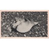 CROISIERE ATLANTIQUE DE PLASMARINE - ASCENSION - POISSON ARME - PLASMARINE - 1951-1952 - COTE 30€.