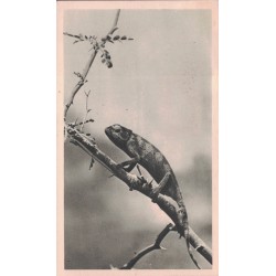 LA COTE D'AFRIQUE PAR...