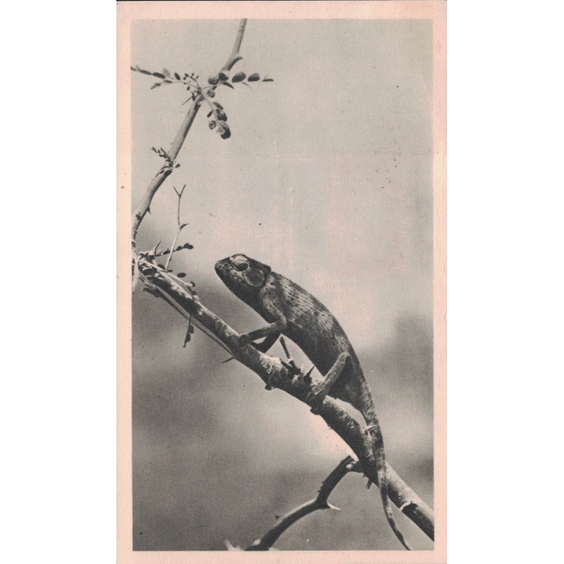 LA COTE D'AFRIQUE PAR PLASMARINE ET IONYL - SIERRA LEONE. - CAMELEON - PLASMARINE IONYL - 1952-1953.