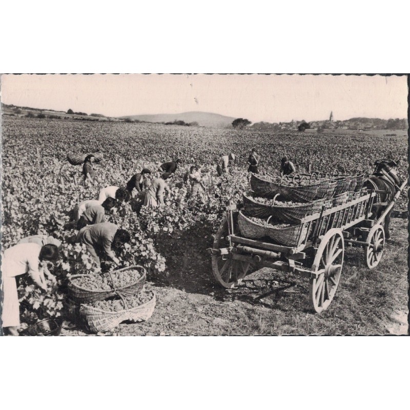 BOURGOGNE - LES VENDANGES - METIER - CARTE NON CIRCULEE.