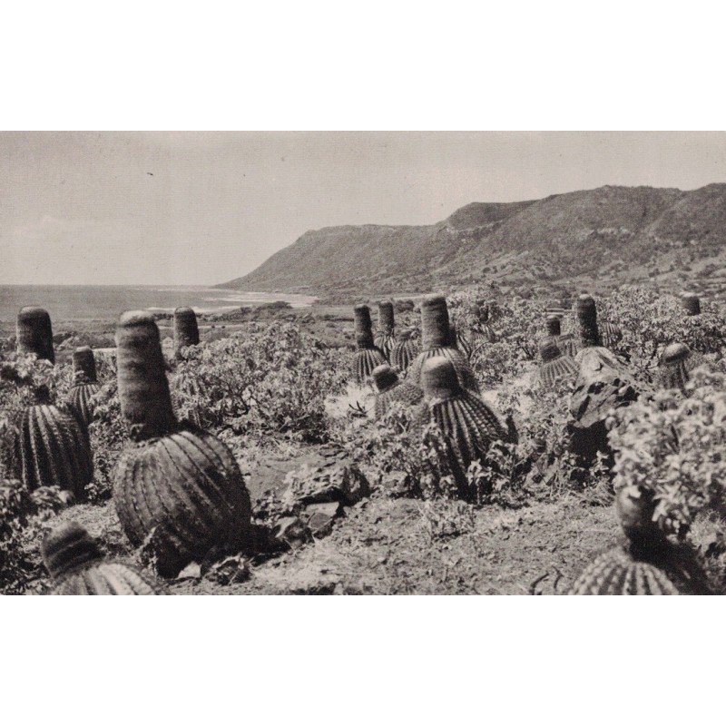 LA DESIRADE - UN CHAMP DE TETES A L'ANGLAIS - CARTE NON CIRCULEE.