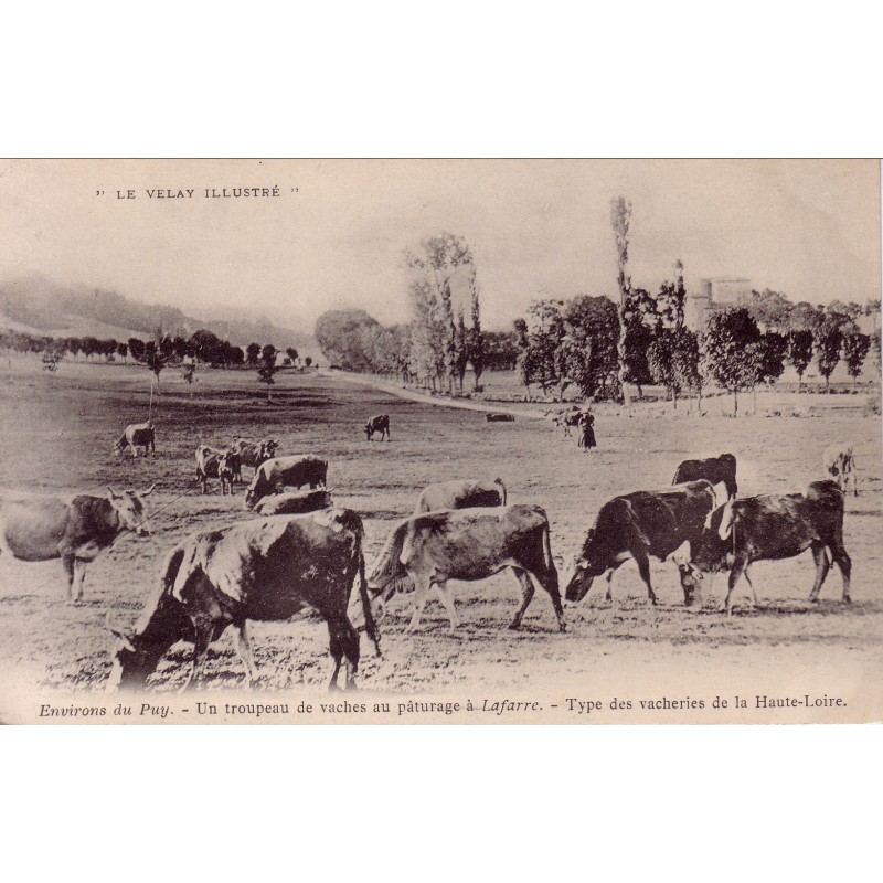 LAFARRE - LE PUY EN VELAY - UN TROUPEAU DE VACHES AU PATURAGE A LAFARRE - TYPE DES VACHERIES DE LA HAUTE LOIRE - NON CIRCULEE.