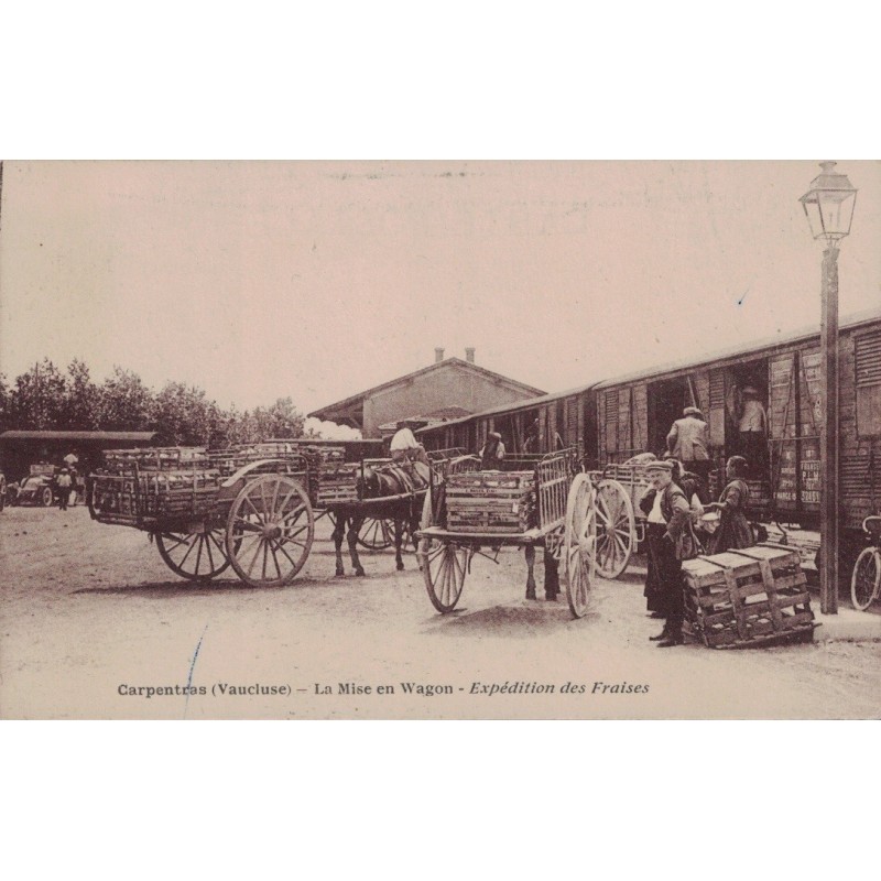 CARPENTRAS - EXPEDITION DES FRAISES - LA MISE EN WAGON - CARTE POSTALE NEUVE - RARE.