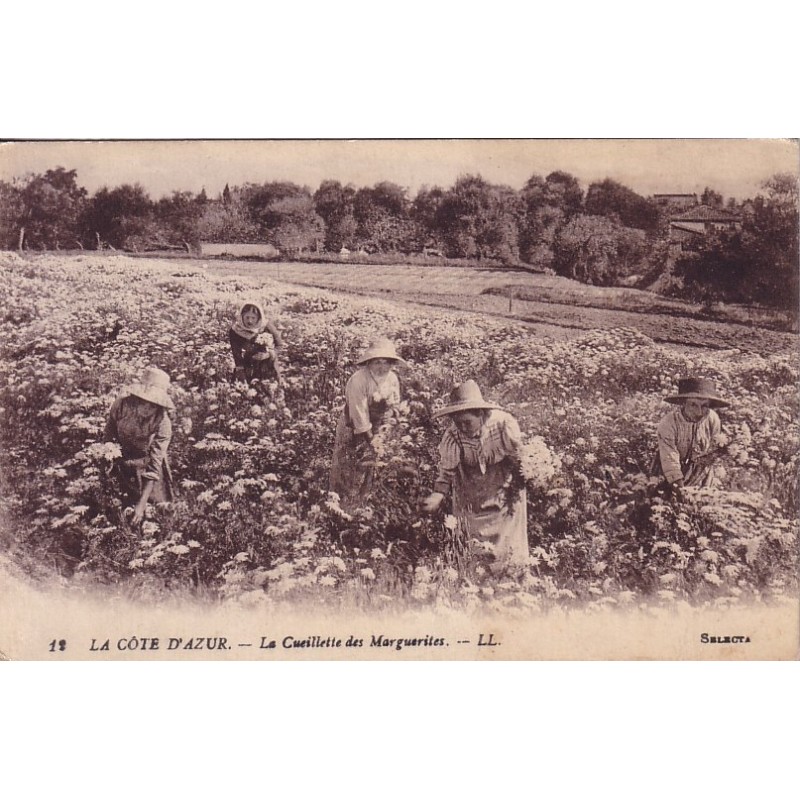 LA CUEILLETTE DES MARGUERITES - COTE D'AZUR - CARTE NON CIRCULEE.